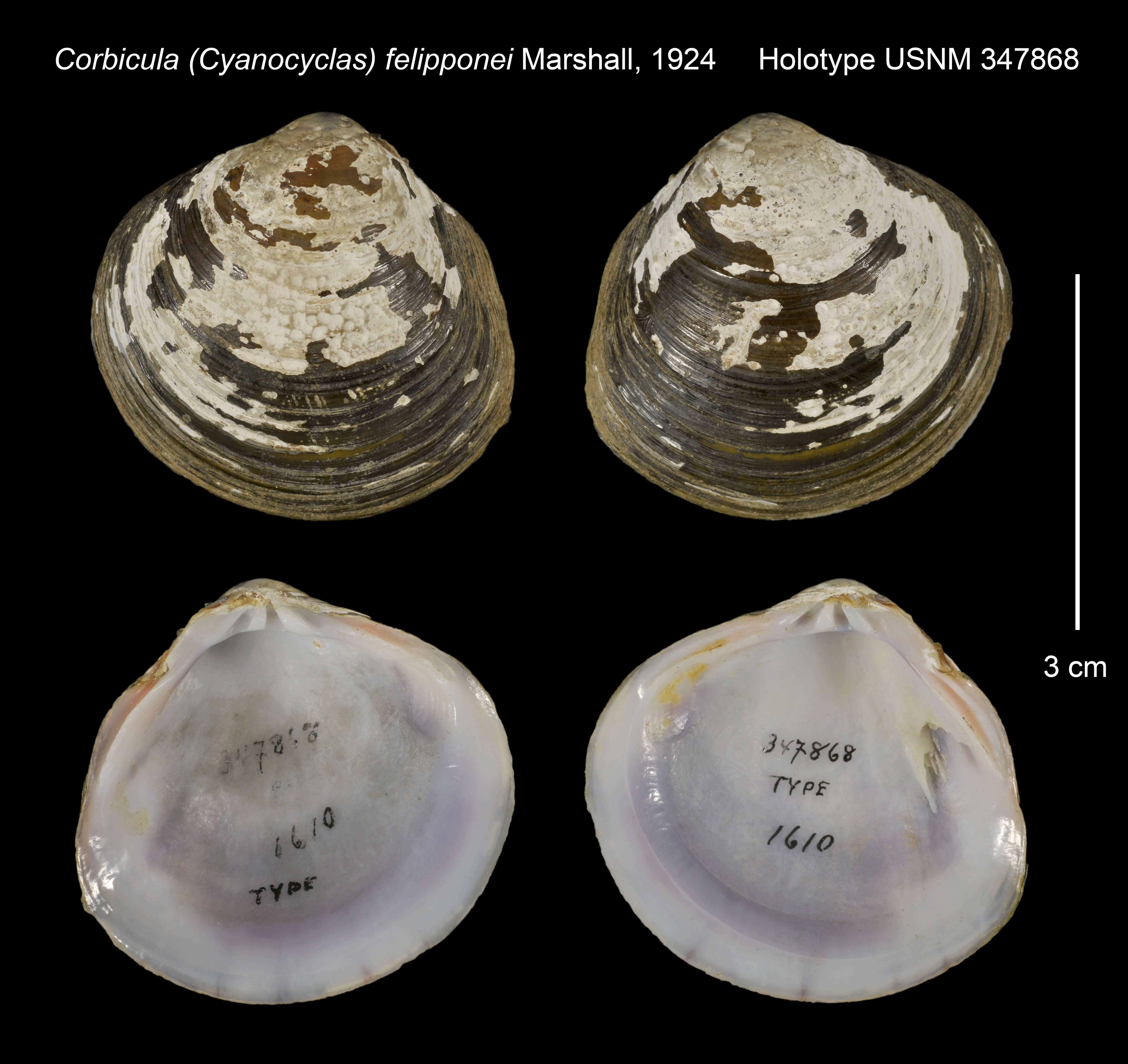 Image of Corbicula (Cyanocyclas) felipponei Marshall