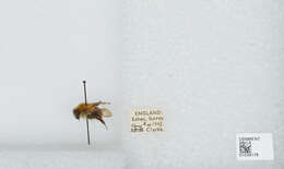 Image of Common carder bumblebee