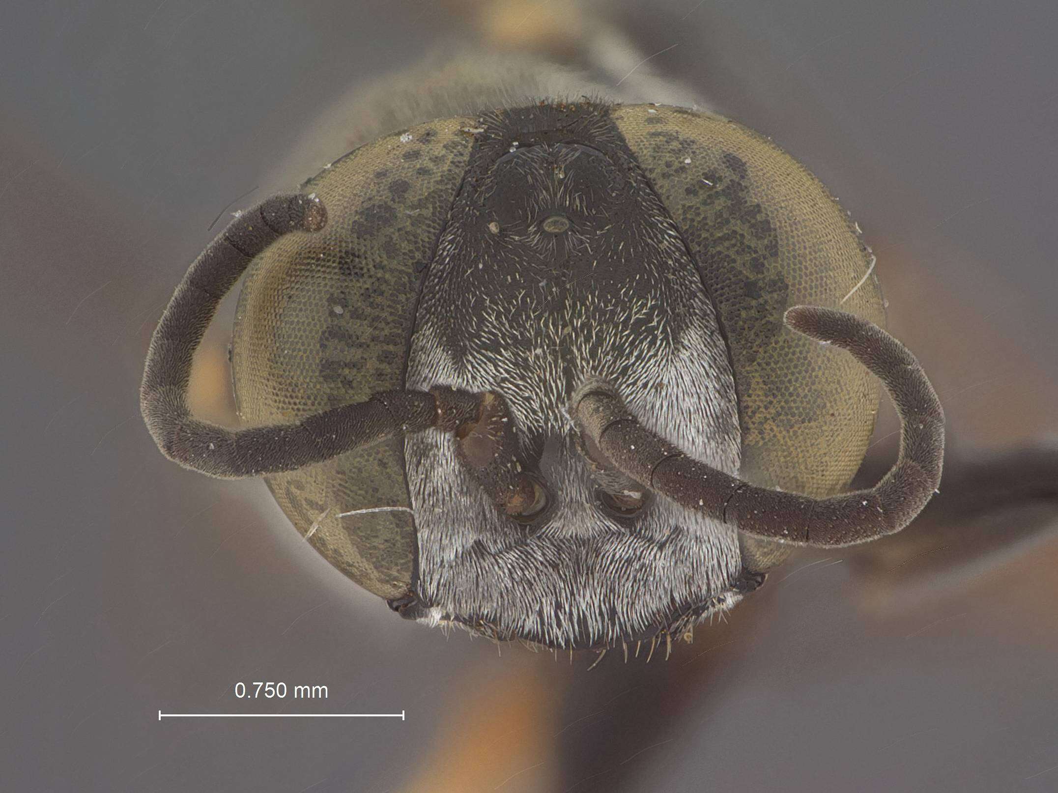 Image of Tachysphex utina Pulawski 1988