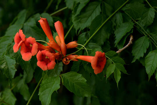 Image of trumpet creeper