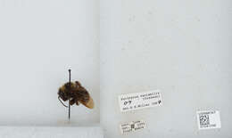 Слика од Bombus variabilis (Cresson 1872)