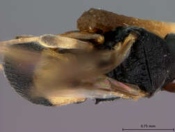 Image of Chelonus fulgidus McComb 1968
