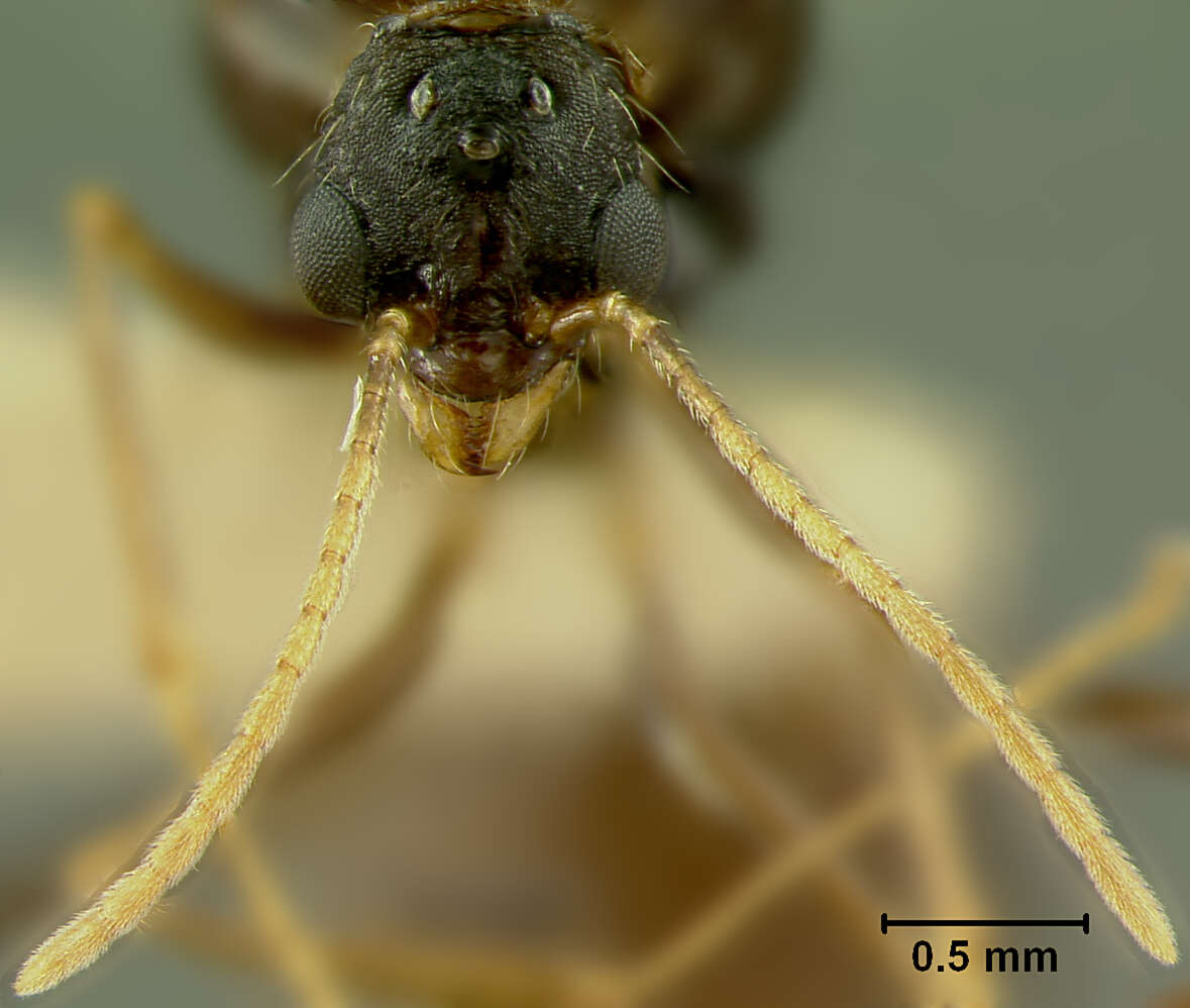 Image of Aphaenogaster geei Wheeler 1921