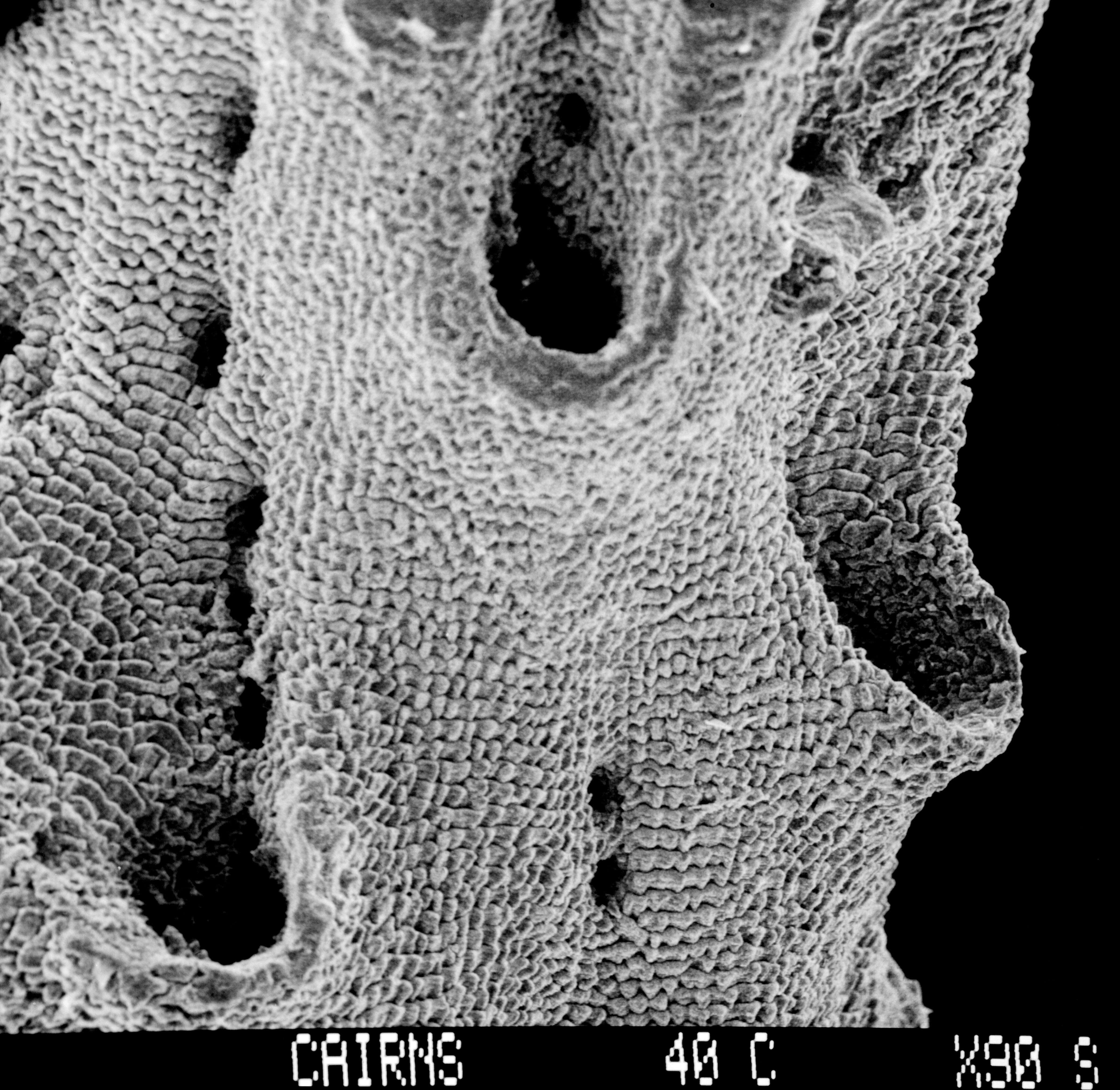Image of Lepidotheca fascicularis (Cairns 1983)