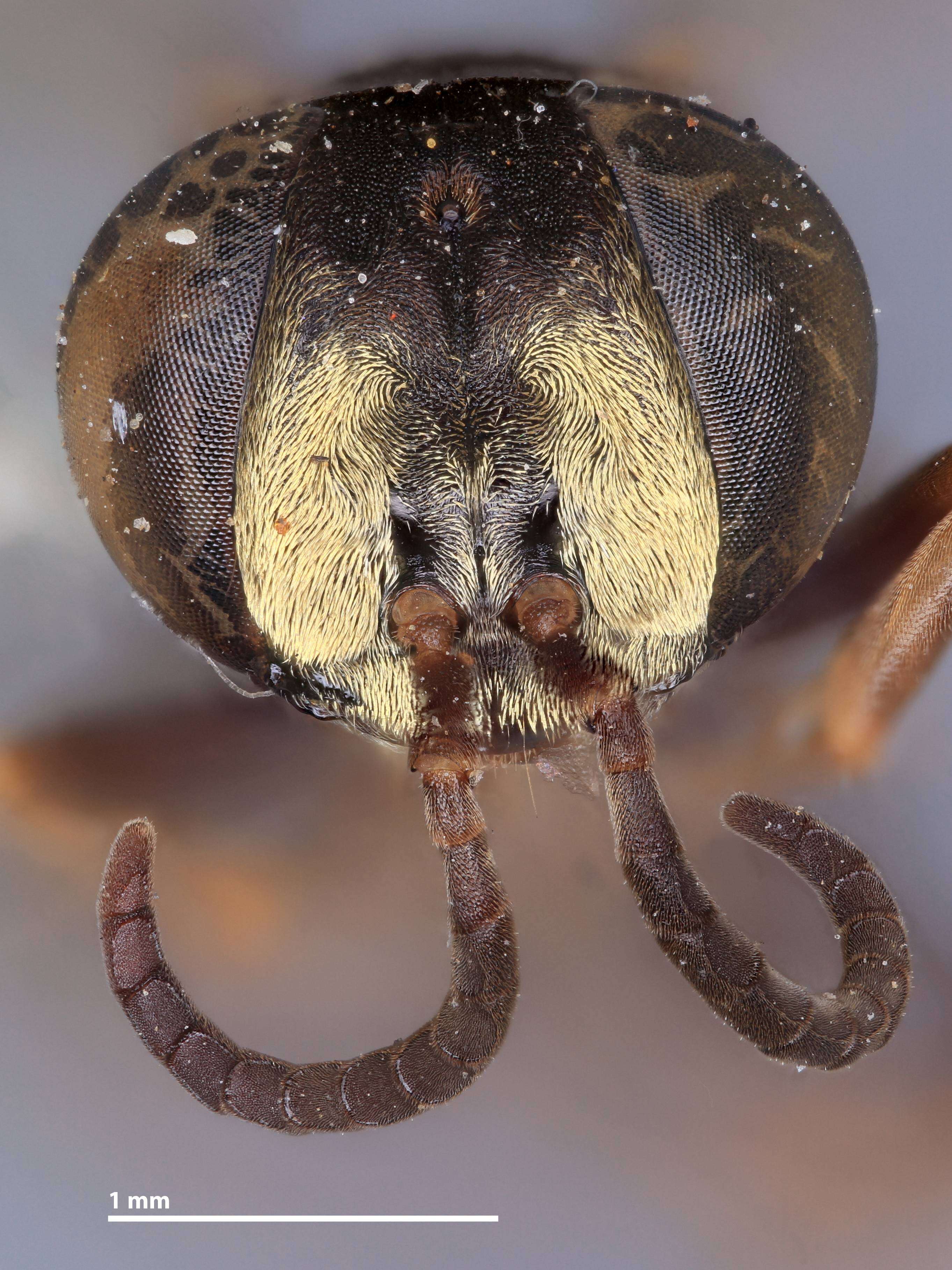 Image of Liris splendens (Ashmead 1900)