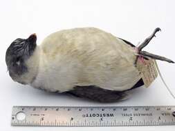 Image of Least Auklet