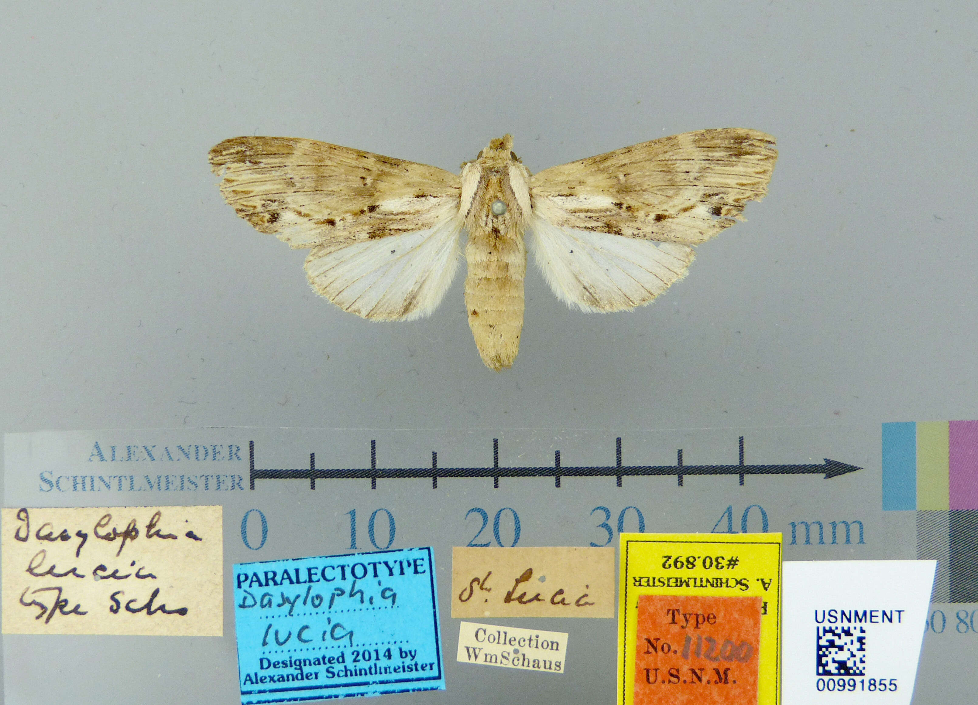 Image of Dasylophia lucia Schaus 1901