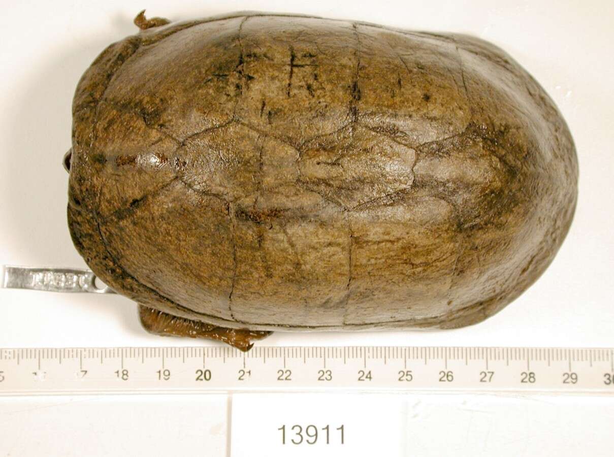 Image of Red-cheeked Mud Turtle