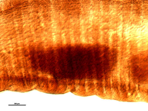 Image of Mediorhynchus robustus Van Cleave 1916