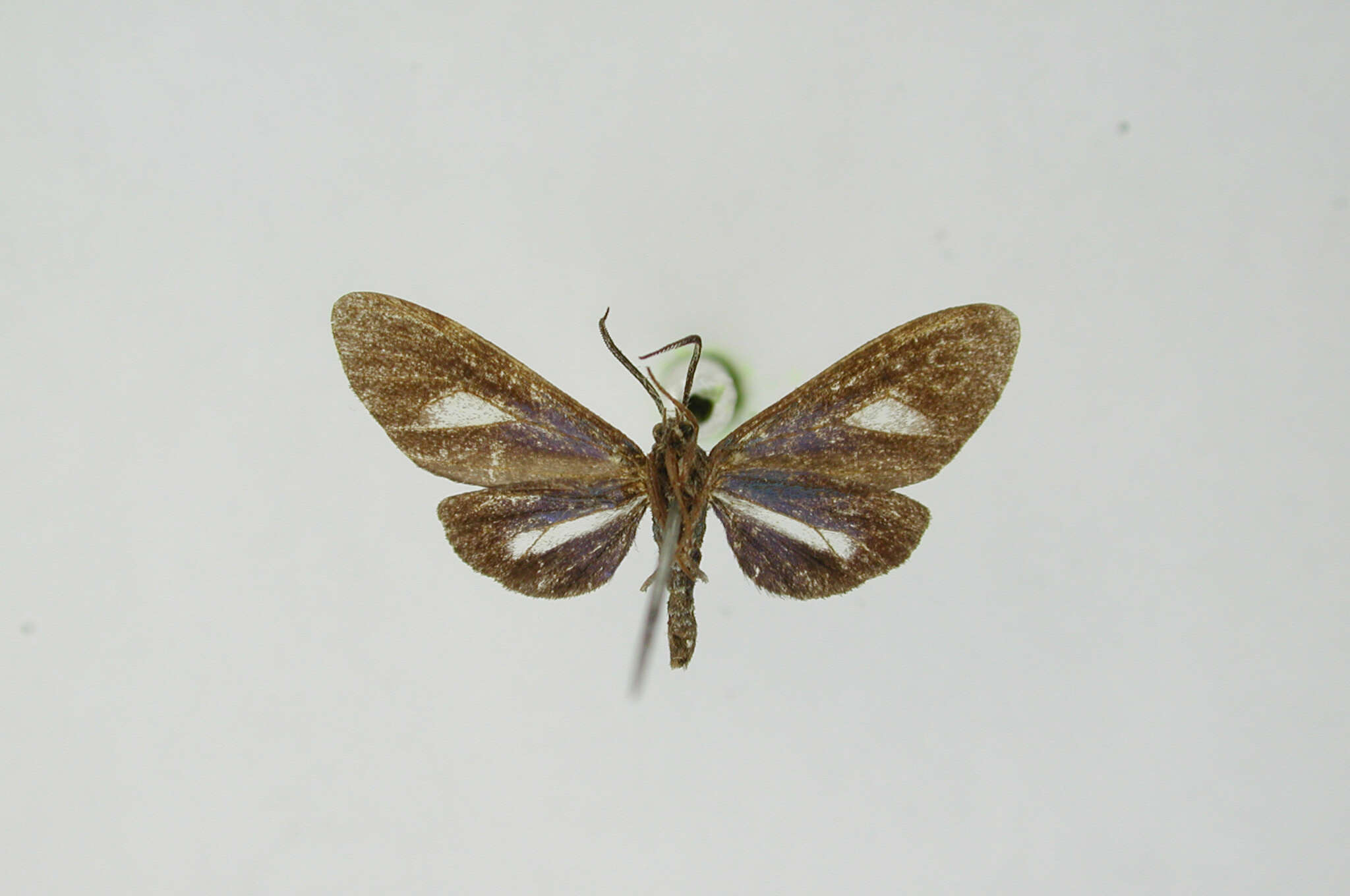 Image of Euagra caerulea Dognin 1891