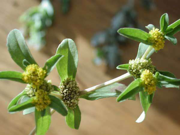 Image of clustered yellowtops