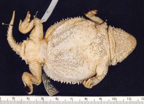 Image of Greater Short-horned Lizard