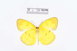 Image of Eurema andersoni (Moore 1886)