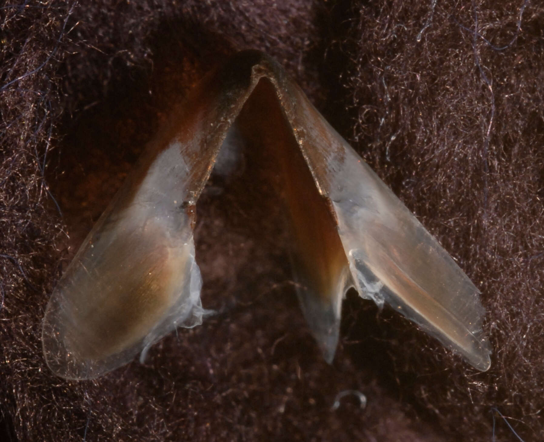 Image of arrow-finned squid