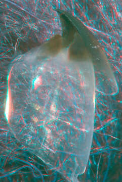 Image of Lampadioteuthis Berry 1916