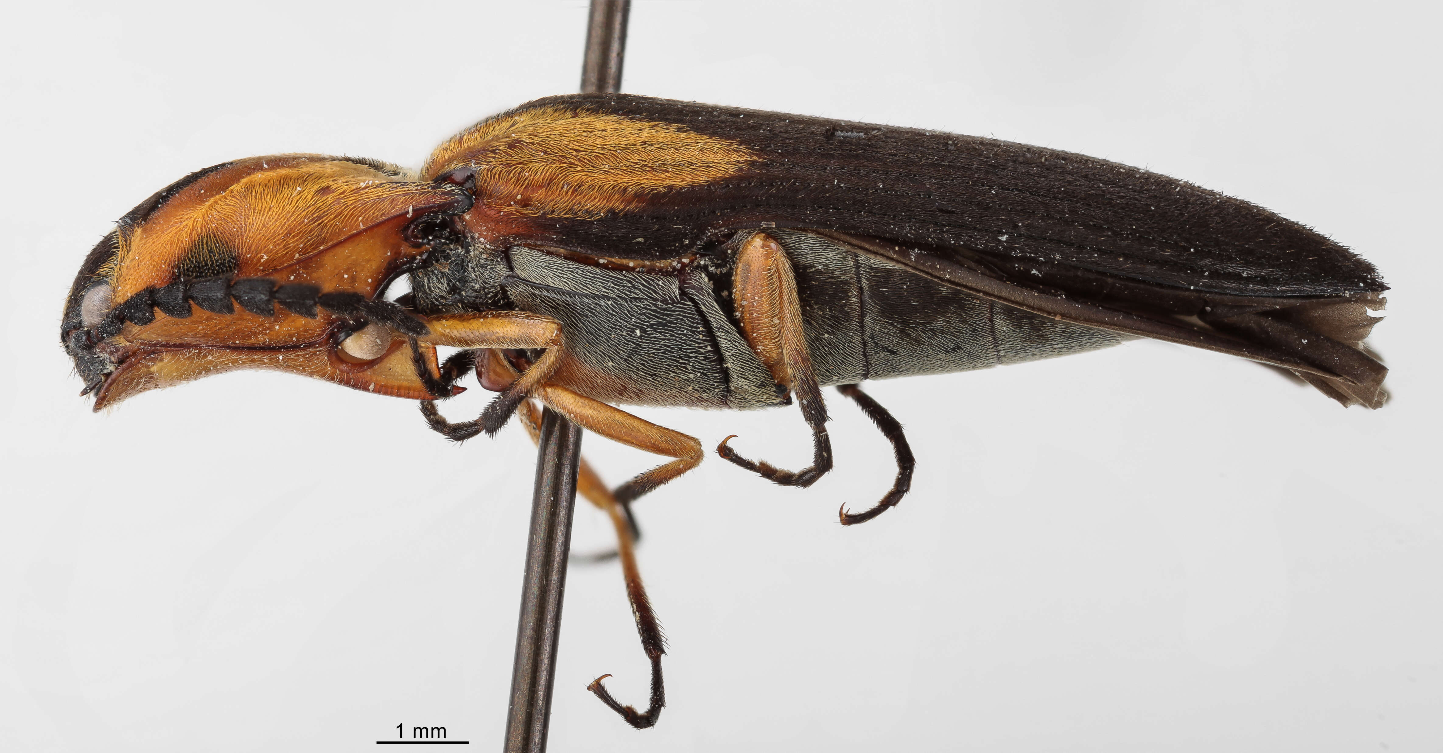 Image of Elateridae