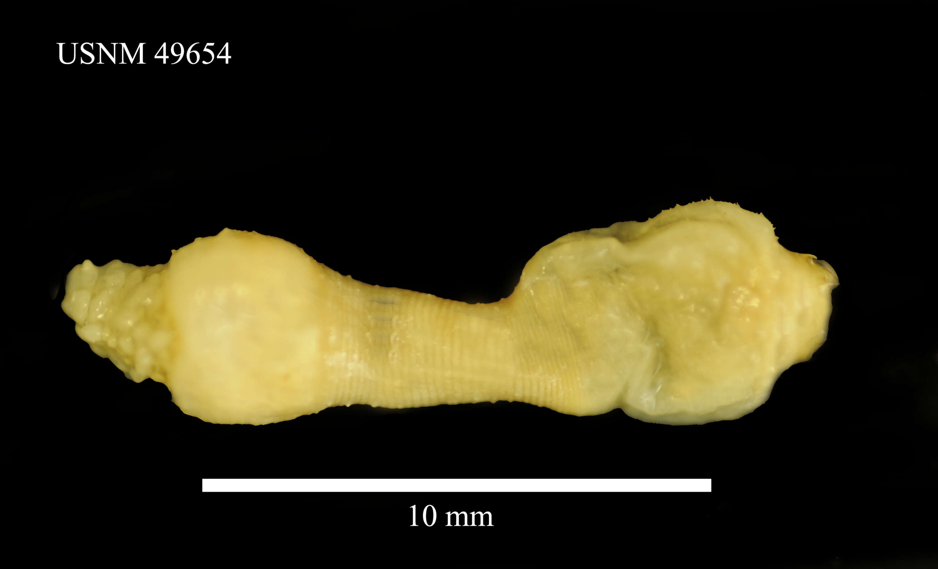 Image of Priapulus tuberculatospinosus Baird 1868