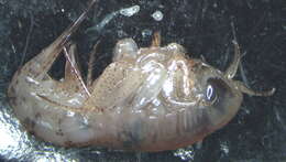 Image of Hyperiidae