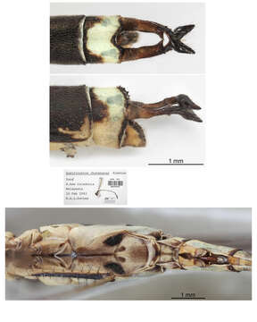 Image of Indolestes cheesmanae (Kimmins 1936)