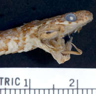 Image of Stejneger's Snail Sucker