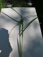 Image of Gray's sedge