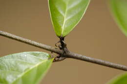 Image of Hiraea faginea (Sw.) Nied.