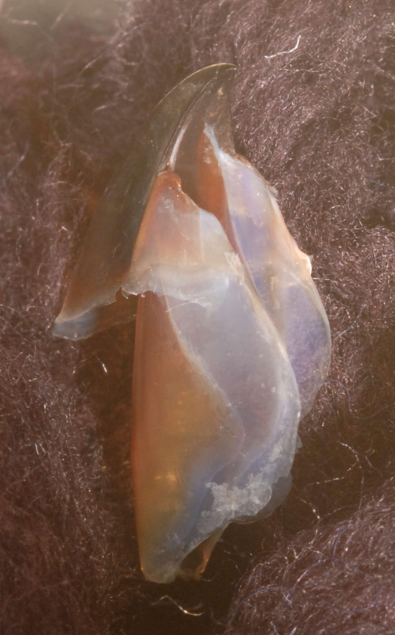 Image of Coffee bean scaled squid