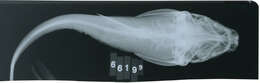Image of Marine catfish