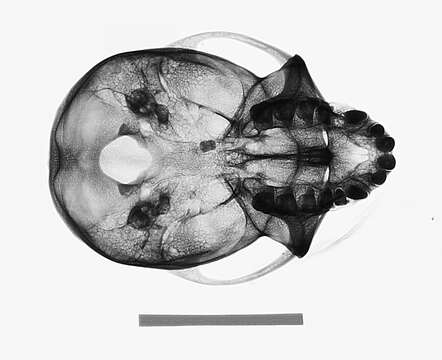 Image of Macaca fascicularis fascicularis (Raffles 1821)