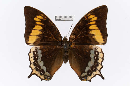 Imagem de Charaxes eurialus Cramer 1776