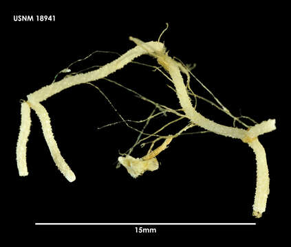 Image of Paracellaria elephantina Hayward & Thorpe 1989