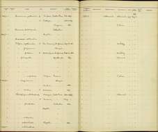 صورة <i>Hemispingus <i>superciliaris</i></i> superciliaris (Lafresnaye 1840)