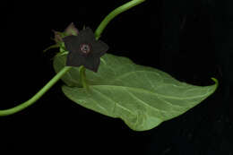Image of Matelea cyclophylla (Standl.) R. F. Woodson