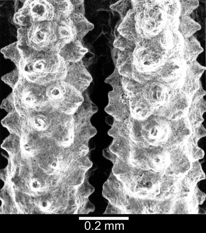 Image of Peponocyathus minimus (Yabe & Eguchi 1937)