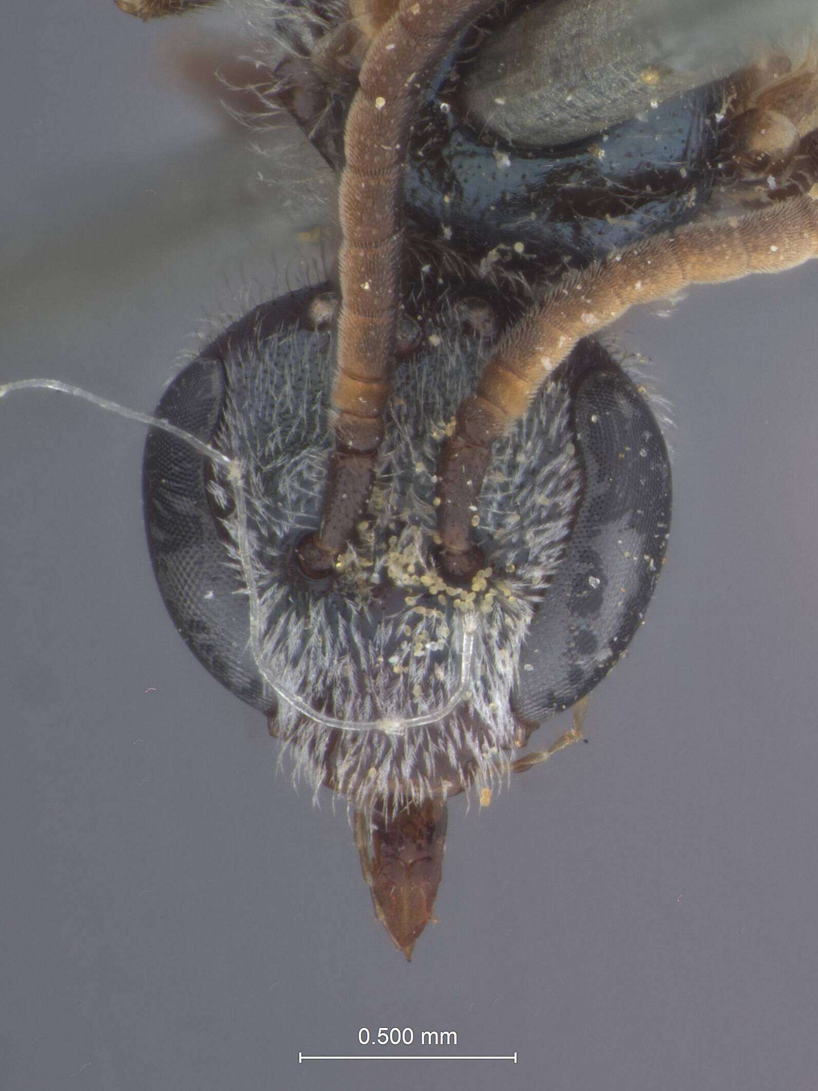 Image of Halictus