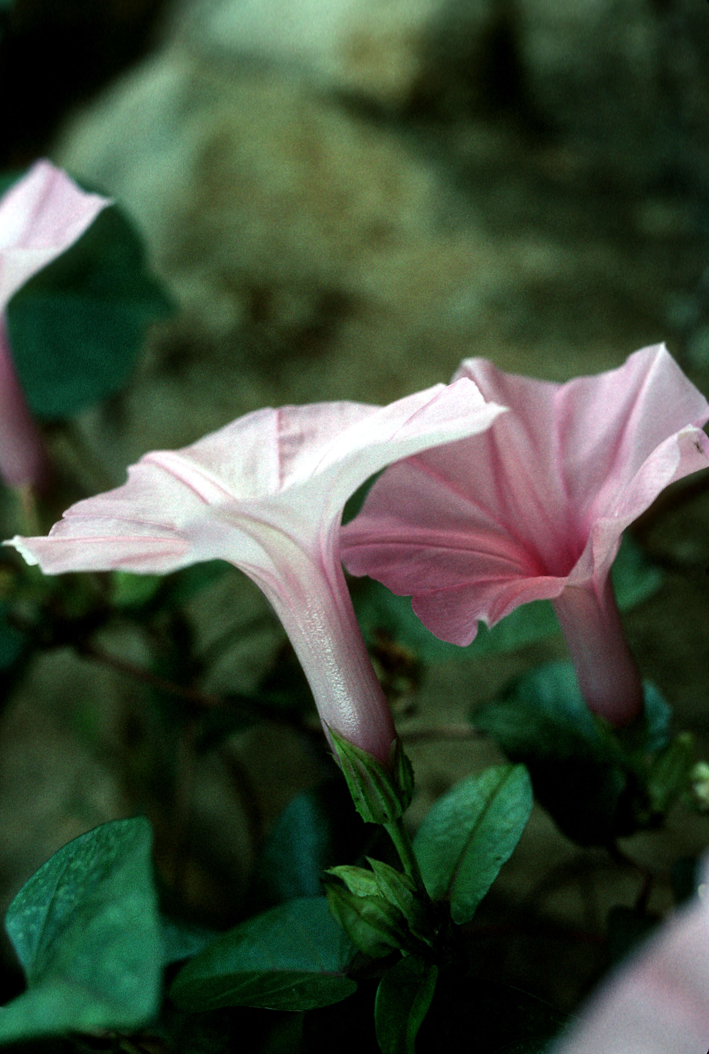 Image de Ipomoea setifera Poir.