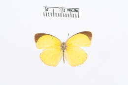 Слика од Eurema herla (Macleay 1826)