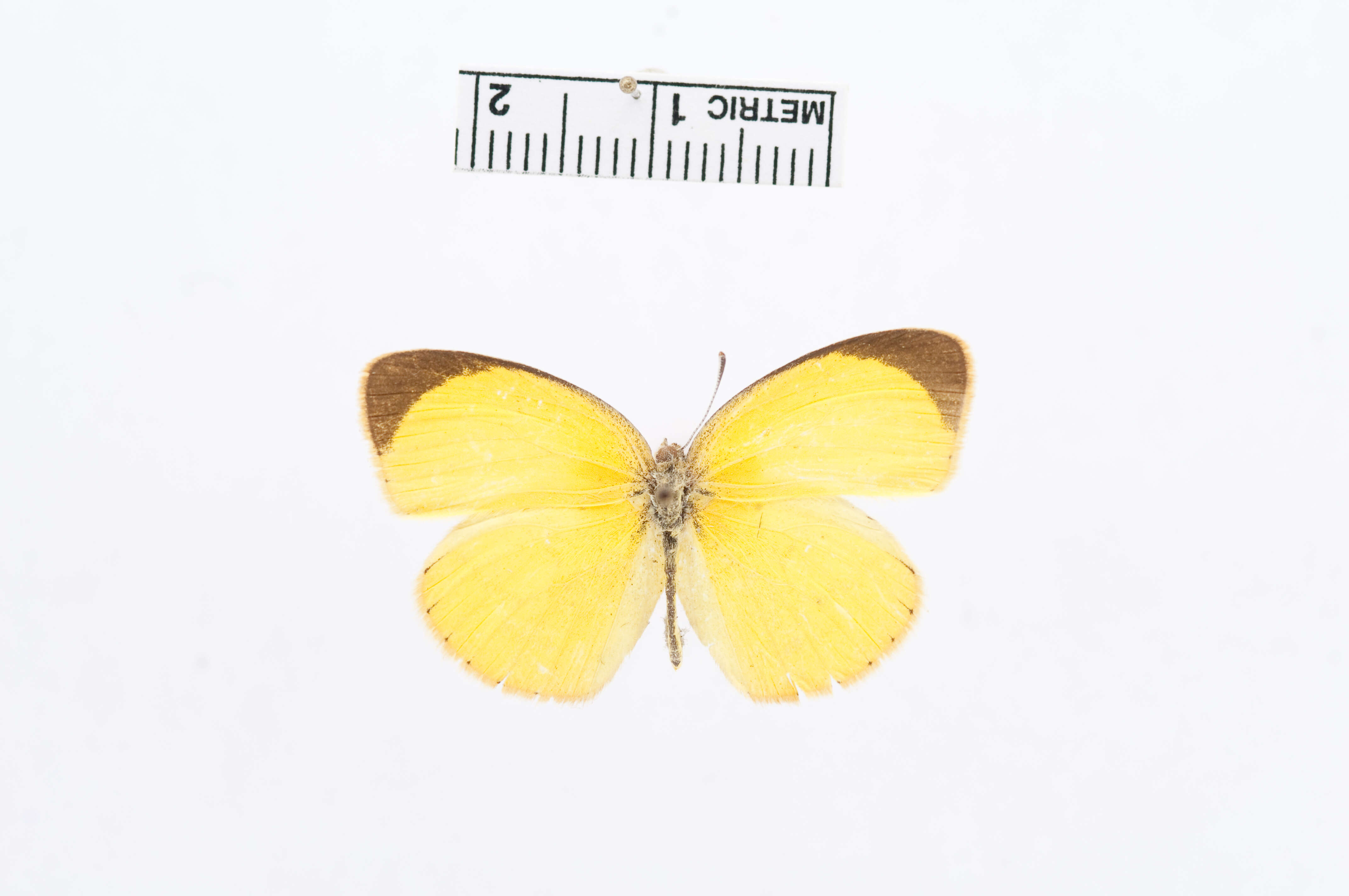 Слика од Eurema herla (Macleay 1826)