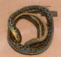 Image of Thamnophis eques eques (Reuss 1834)