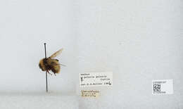 Image of Polar Bumble Bee