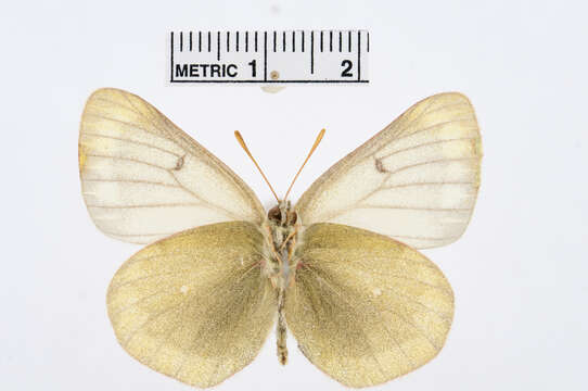 Image of Colias cocandica Ershov 1874