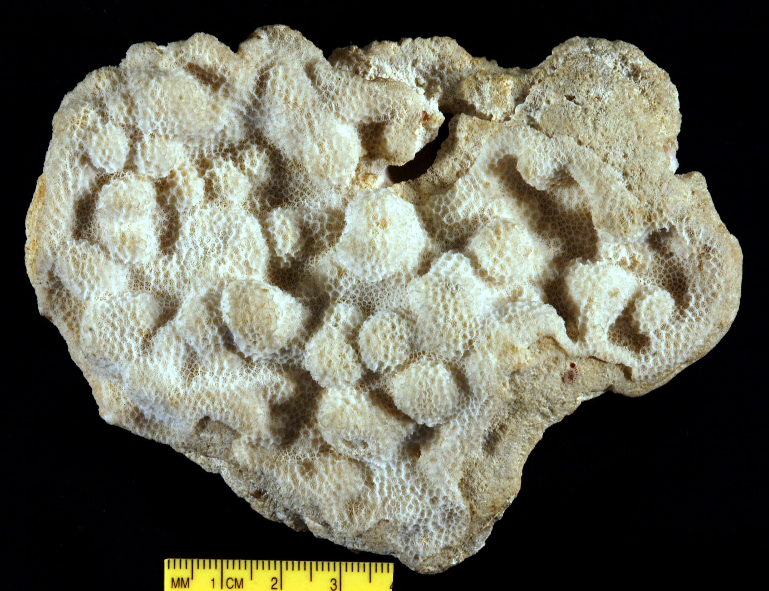 Image of Porites reticulosa Dana 1846