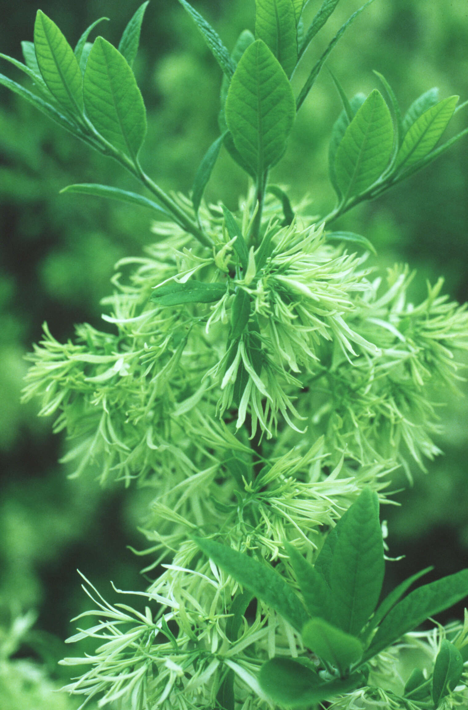 Image of American Fringe Tree