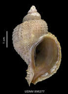 Image of Trophonella echinolamellata (Powell 1951)