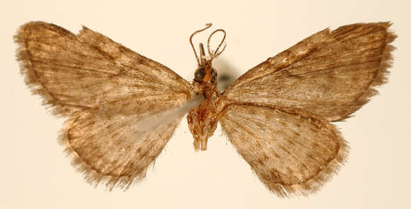 Image of Eupithecia summissa Schaus 1913