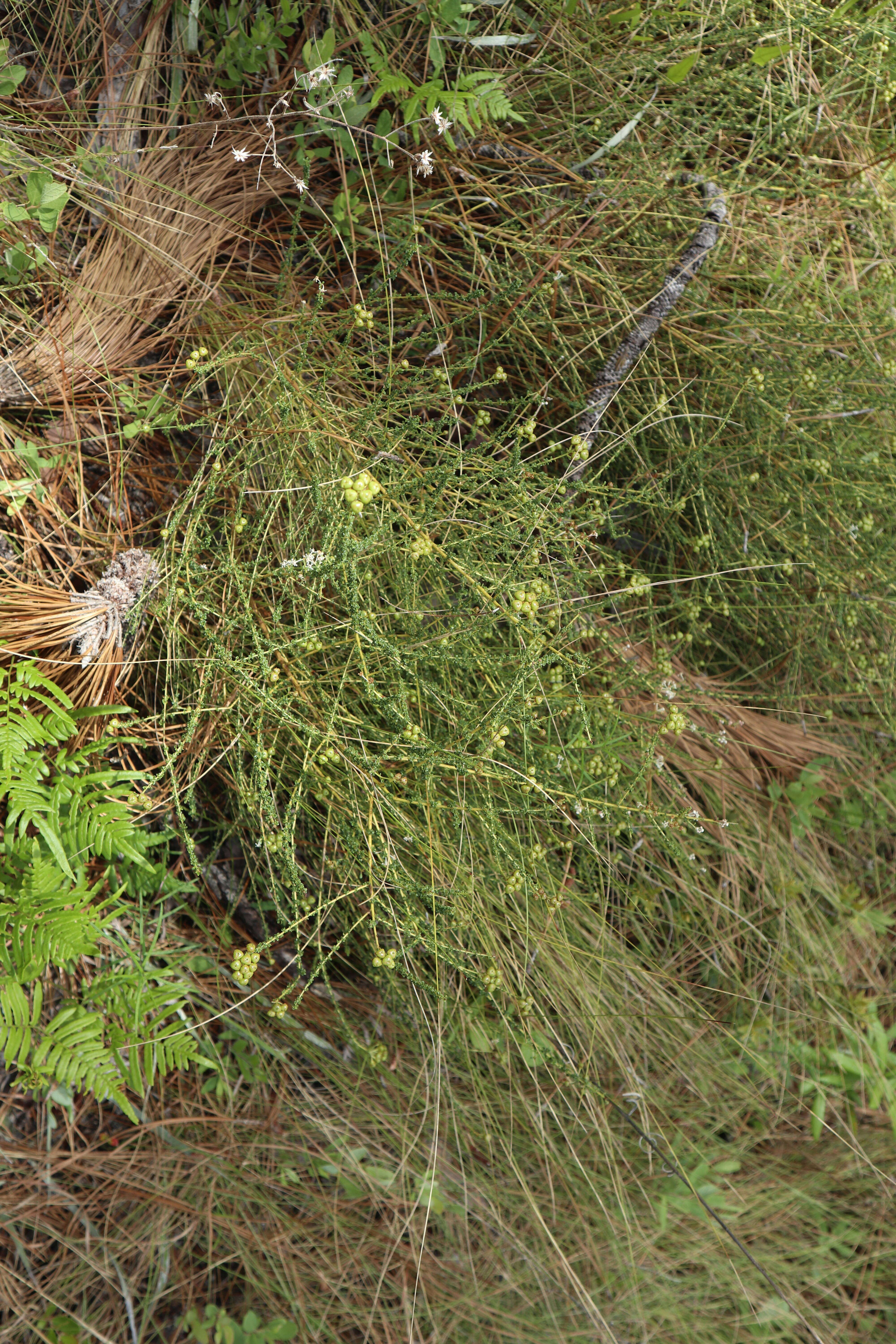 Image of littleleaf buckbrush