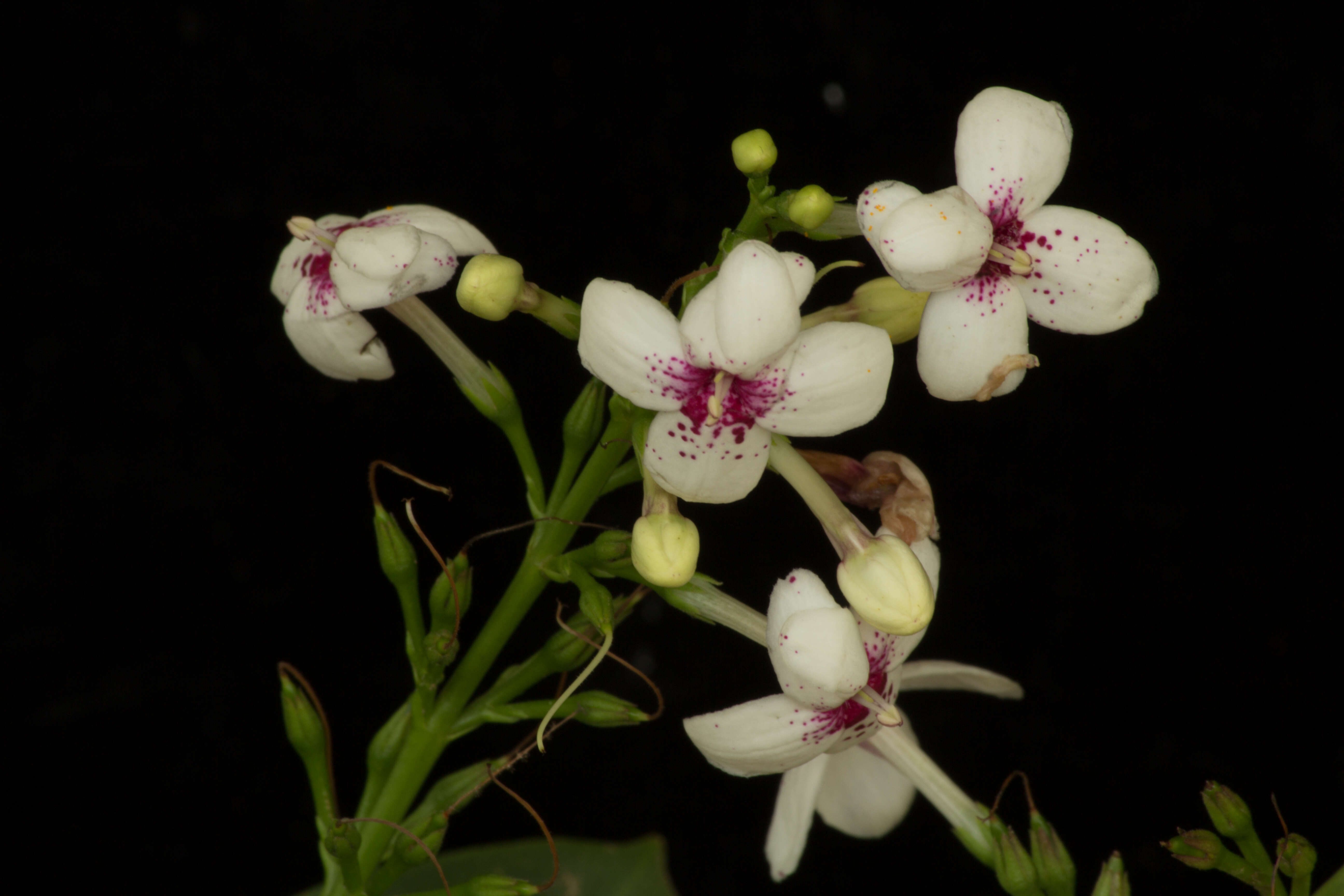 Pseuderanthemum carruthersii (Seem.) Guill. resmi