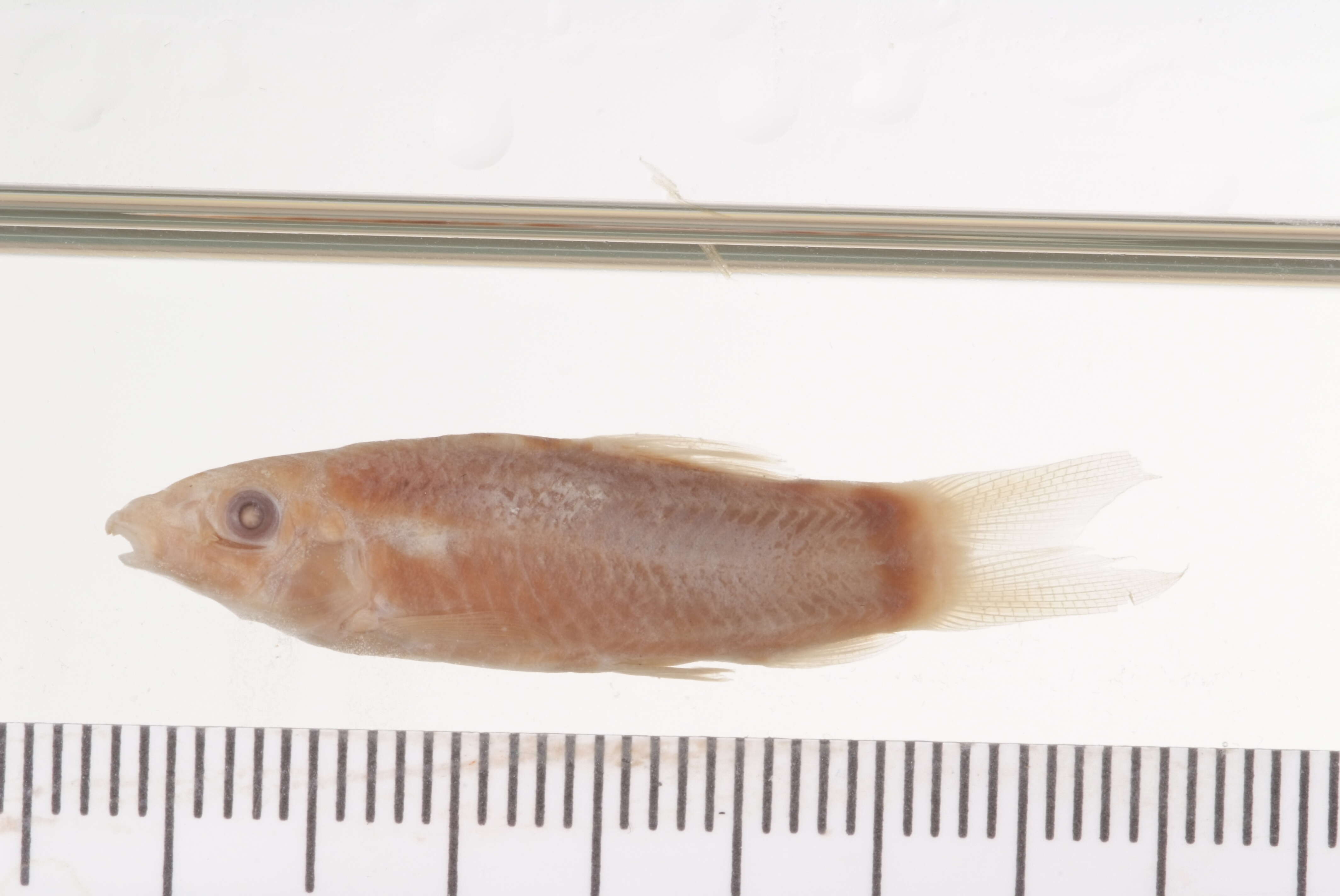 Image of Hora's Loach