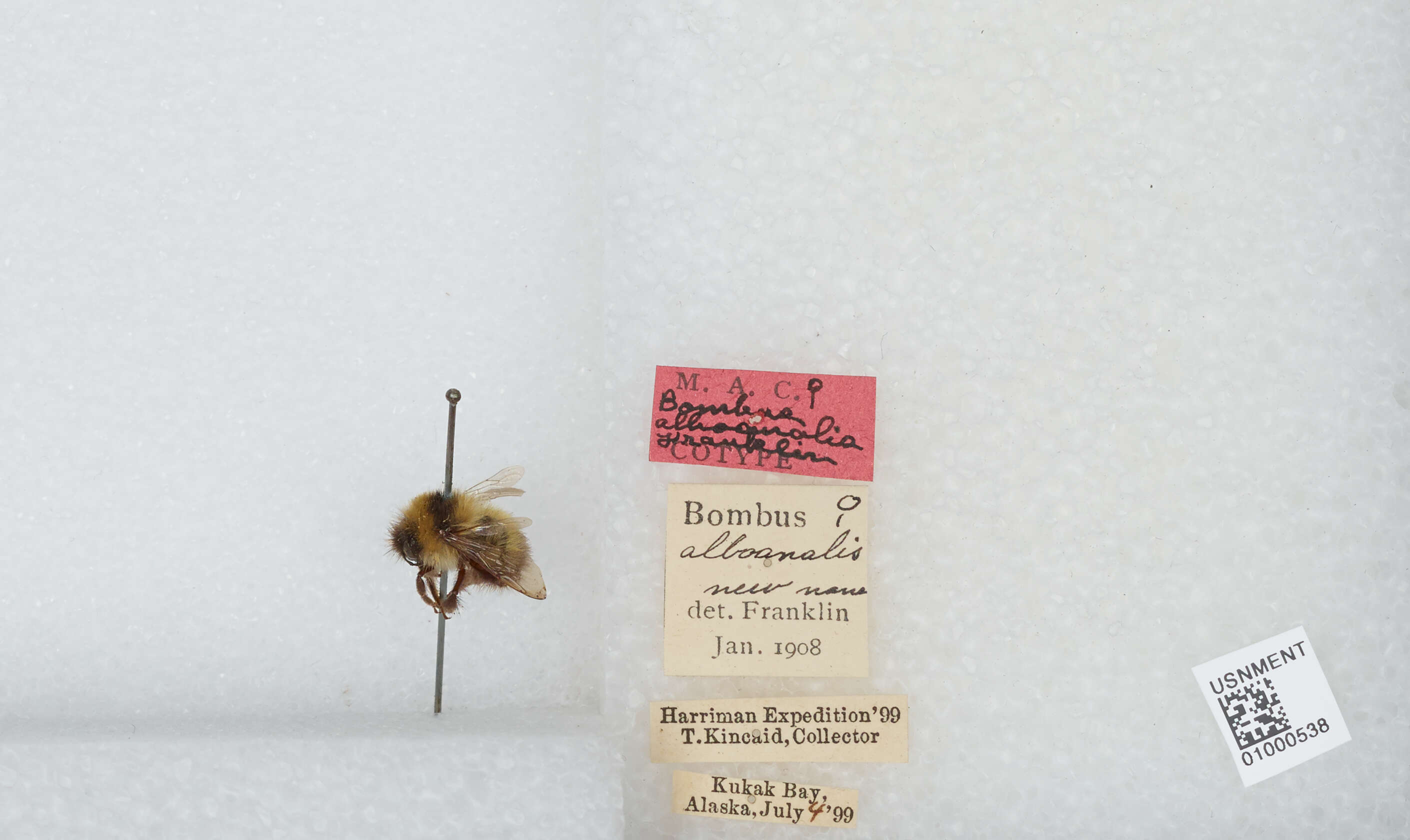 Image of Bombus jonellus (Kirby 1802)