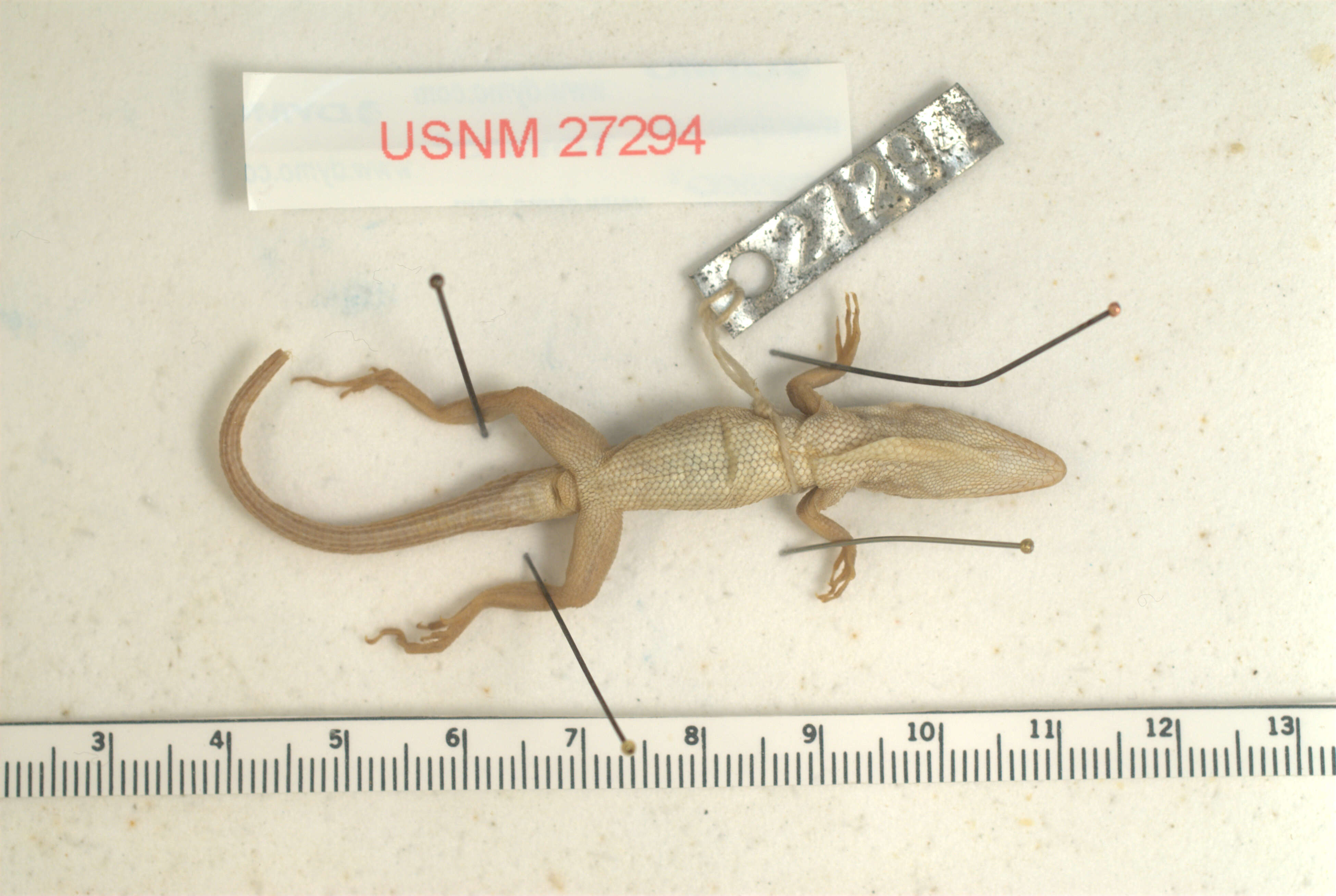 Image of Ponce Anole